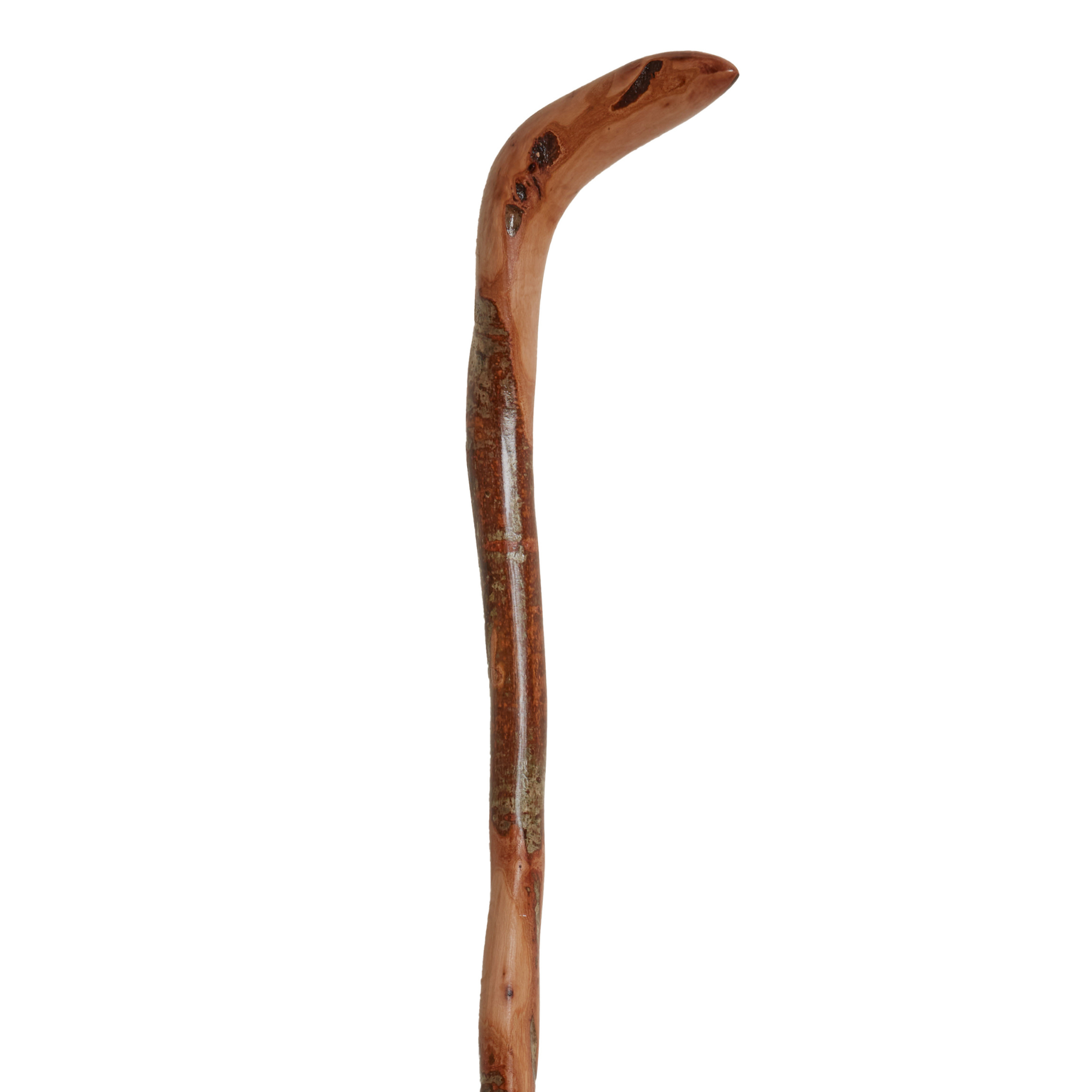 Wild Wood Root Cane