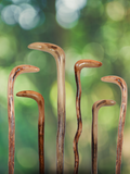 Wild Wood Root Cane