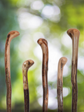 Wild Wood Root Knob Cane